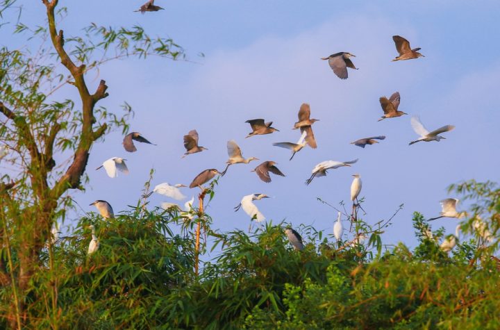 Hệ sinh thái đa dạng tại Đảo Cò Thanh Miện.