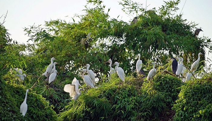 Bức tranh thiên nhiên hoang sơ với hệ sinh thái đa dạng tại Đảo Cò