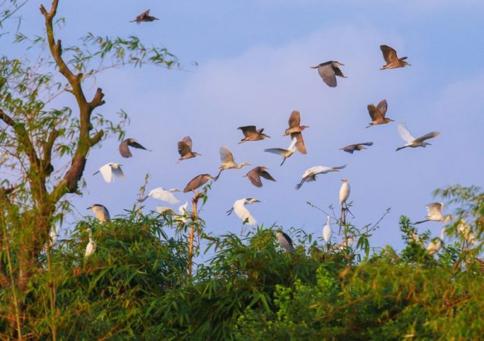 Hệ sinh thái đa dạng tại Đảo Cò Thanh Miện.